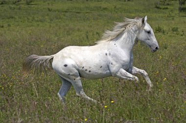 Appaloosa Atı, Yetişkin Dörtnala Çayırda  