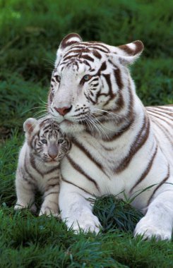 Beyaz Kaplan, Panthera Tigris, Yavru Anne  