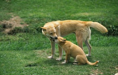 Dingo, canis familiaris dingo, Mother with Pup, Avustralya  