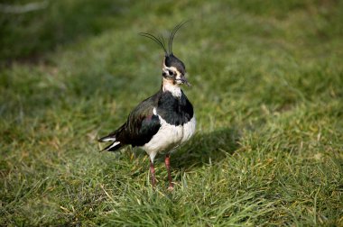 Northern Lapwing, vanellus vanellus, Adult standing on Grass, Normandy  