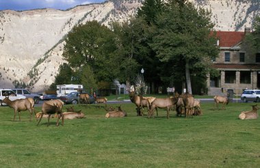 Rocky Mountain Elk or Rocky Mountain Wapiti, cervus canadensis nelsoni, Headquarter at Yellowstone Park in Wyoming  