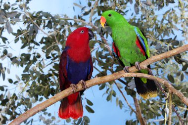 Eclectus Parrot, eclectus roratus, Branch, Male (yeşil) ve Female (kırmızı) üzerinde duran çift.) 