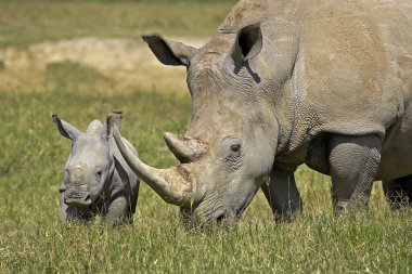 Beyaz gergedan, ceratotherium simum, Baldırlı Kadın, Kenya Nakuru Parkı 