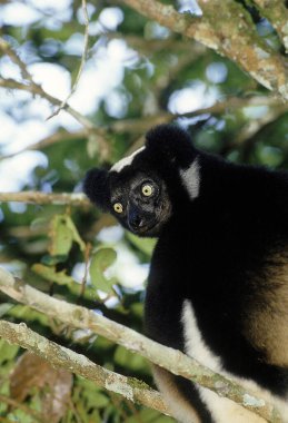 Indri, indri indri, Adult standing in Tree, Madagascar  