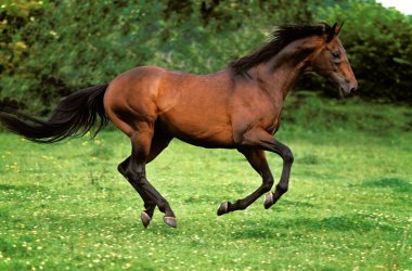 English thoroughbred Horse Galloping through Paddock  