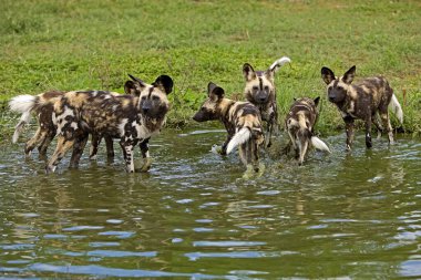 Afrika Vahşi Köpek Lycaon Pictus Namibya 'da  