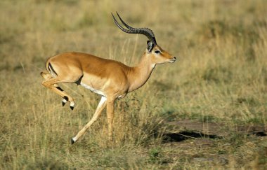Impala, aepyceros melampus, Kuru Çimende koşan erkek, Kenya  