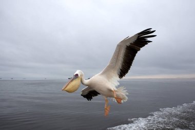 Büyük Beyaz Pelikan, Pelecanus onocrotalus, Namibya 'daki Walvis Körfezi yakınlarında Uçan Yetişkin  