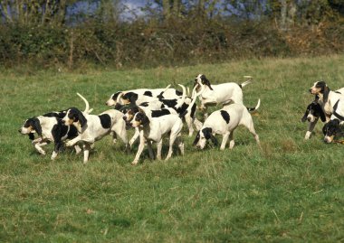 Ariegeois Hound, doğal arka plan paketle