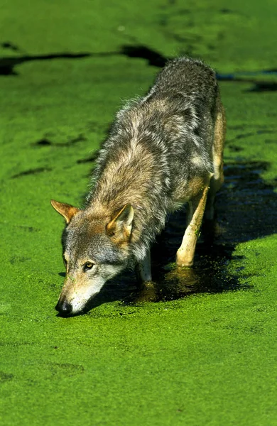 European Wolf Canis Lupus Adult Standing Swamp — Stockfoto