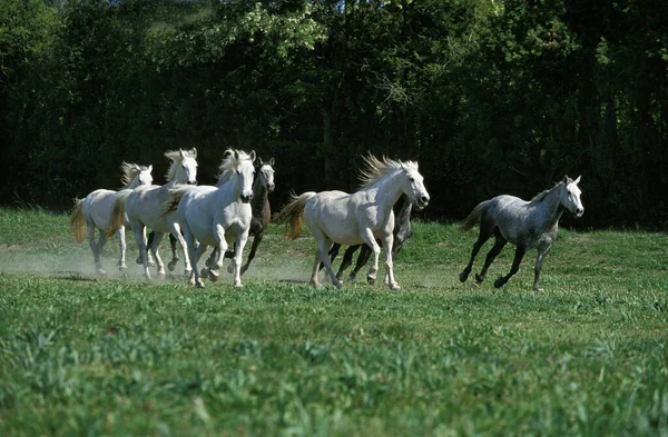 Lipizzan Horses Herd Galloping Meadow — 스톡 사진