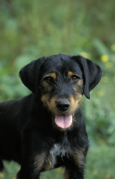 Dili Çıkarılmış Köpek Portresi — Stok fotoğraf