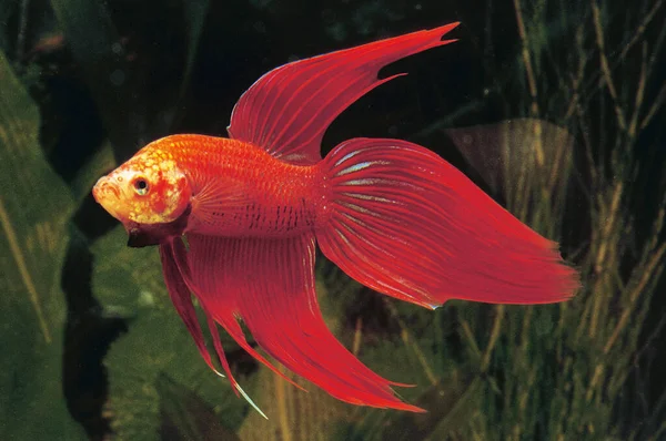 Fighting Fish Betta Splendens Aquarium Fish — Stock Photo, Image