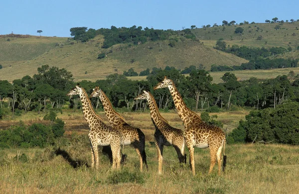 Masai Giraffe Giraffa Camelopardalis Tippelfechi Herd Savannah Masai Mara Park — стоковое фото
