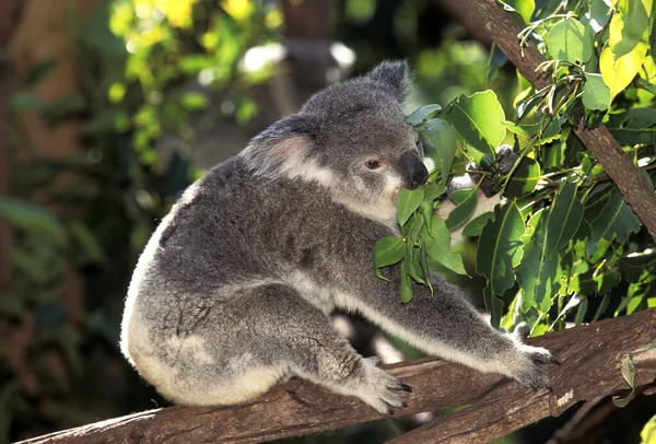 Koala Phascolarctos Cinereus Adulto Tree Austrália — Fotografia de Stock