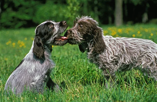 Perro Korthal Grifo Cabello Alambre Pup Jugando Hierba —  Fotos de Stock