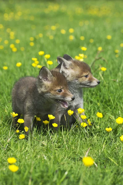 Rode Vos Vulpes Vulpes Pup Met Bloemen Normandië — Stockfoto