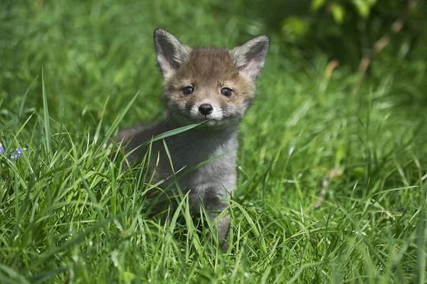 Red Fox Sępy Sępy Szczeniak Stojący Long Grass Normandia — Zdjęcie stockowe