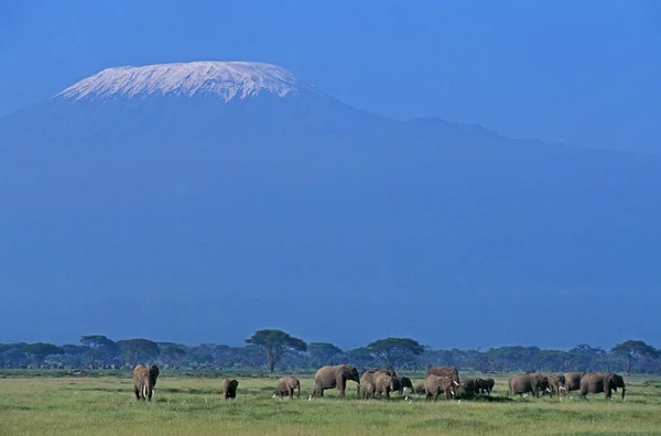 Африканский Слон Loxodonta Africana Стадо Возле Горы Килиманджаро Танзания — стоковое фото