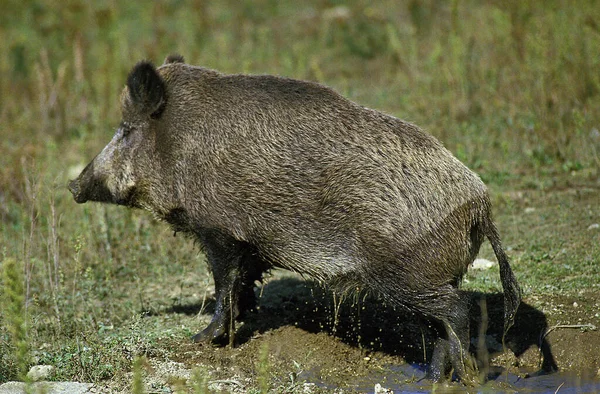 Wild Zwijn Sus Scrofa Volwassen Die Uit Het Watergat Komt — Stockfoto