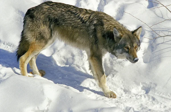 Ευρωπαϊκός Λύκος Canis Lupus Ενηλίκων Που Στέκεται Στο Χιόνι — Φωτογραφία Αρχείου