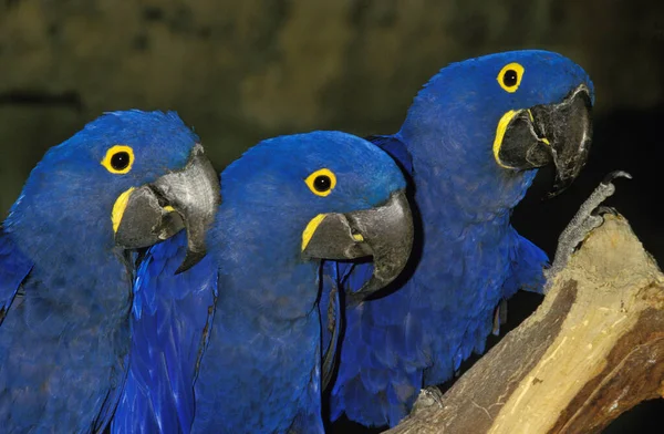 부레옥잠 Macaw Anodhynchus Hyacinthinus — 스톡 사진