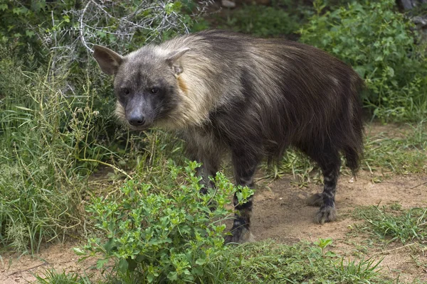 Brown Hyena Parahyaena Brunnea — стокове фото