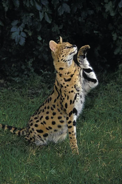 Serval Leptailurus Serval Adult Holding Front Paw — Stok fotoğraf
