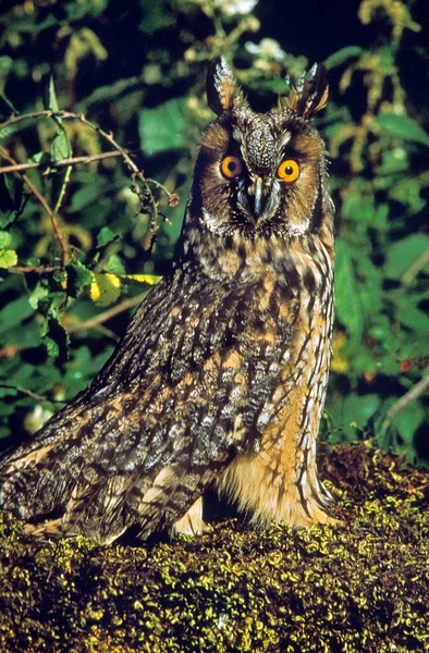 Hibou Des Oreilles Asio Otus Adulte — Photo