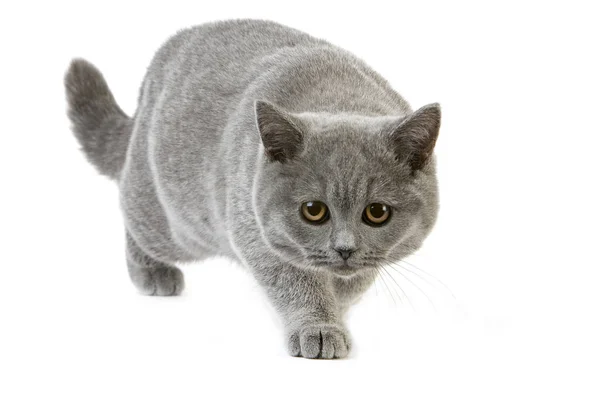 Μπλε Βρετανική Shorthair Θηλυκή Γάτα — Φωτογραφία Αρχείου