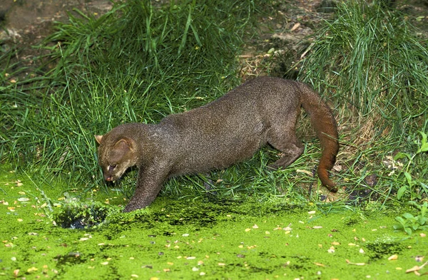 Jaguarundi Herpailurus Yaguarondi Pesca Para Adultos — Fotografia de Stock