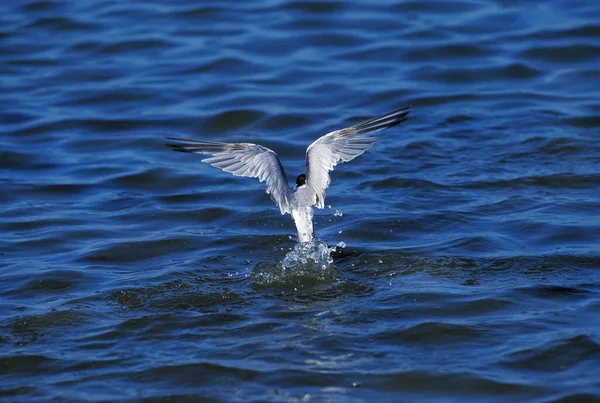 Sterne Pierregarin Sterna Hirundo Adulte Vol Oiseau Plumage Hiver Pêche — Photo