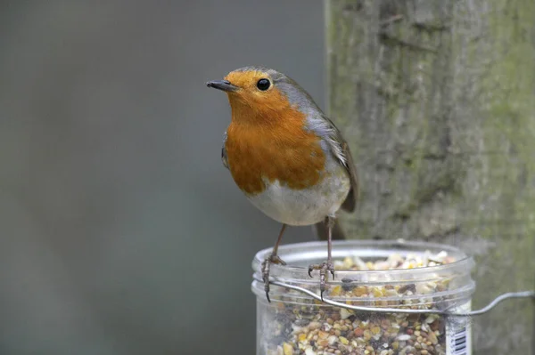 Avrupalı Robin Erithacus Rubecula Yetişkin Yalak Normandiya — Stok fotoğraf