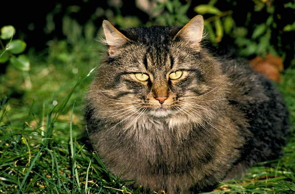 Skogkatt Hauskatze Erwachsener Liegt Auf Gras — Stockfoto