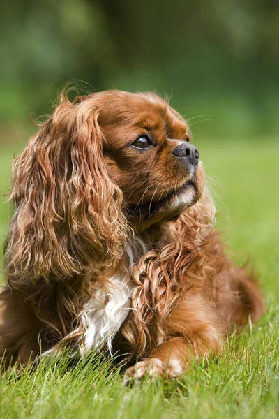 Rey Caballero Charles Spaniel — Foto de Stock