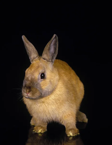 Zwergkaninchen Vor Schwarzem Hintergrund — Stockfoto