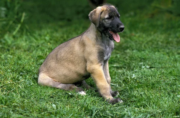 Wolfhound Irlandzki Pup Siedzi Trawie — Zdjęcie stockowe