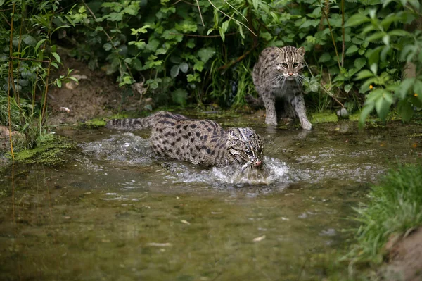 Fishing Cat, prionailurus viverrinus, Adult standing in Water, Fishing