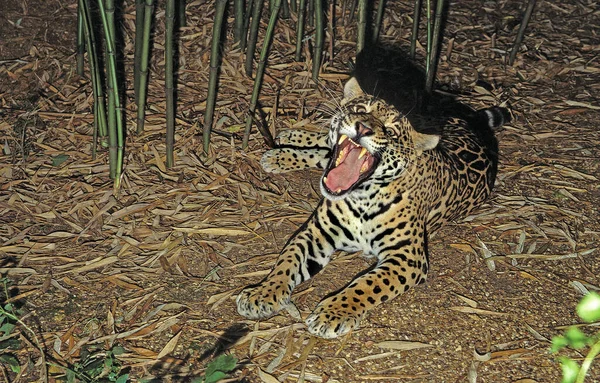 Jaguar Panthera Onca Felnőtt Nyitott Szájjal Védekező Testtartásban — Stock Fotó