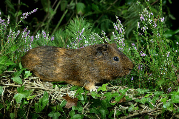 Guinea Pig, cavia porcellus, Adult standing in Heaters  