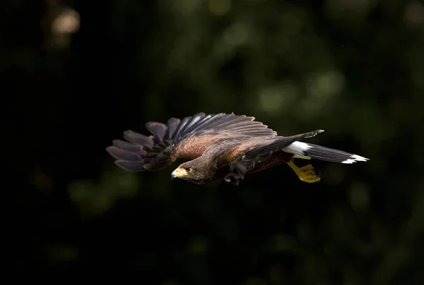 Harris Hawk Parabuteo Unicinctus Yetişkin Uçuyor — Stok fotoğraf