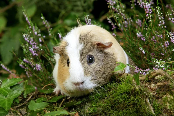 Świnka Morska Porcelana Cavia Dorosły Stojący Ogrzewaczach — Zdjęcie stockowe