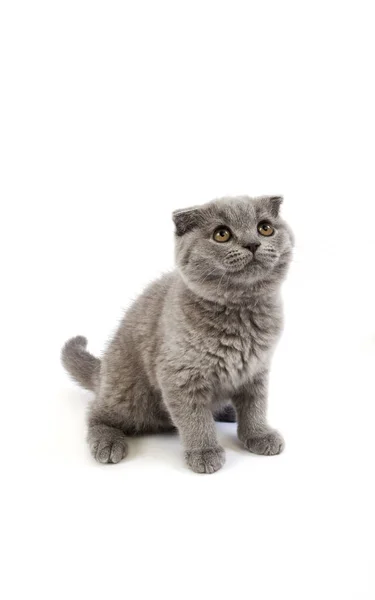 青いスコットランドは 国内猫を折ります 2ヶ月白地に対して古い子猫 — ストック写真