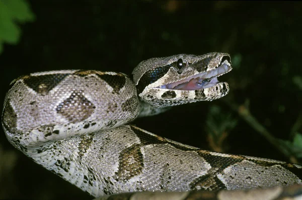 Boa Constrictor Boa Constrictor Adult Defensive Posture — 图库照片