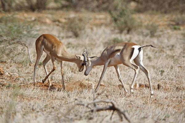 Grant Gazelle Gazella Granti Mannetjes Vechten Nakuru Park Kenia — Stockfoto