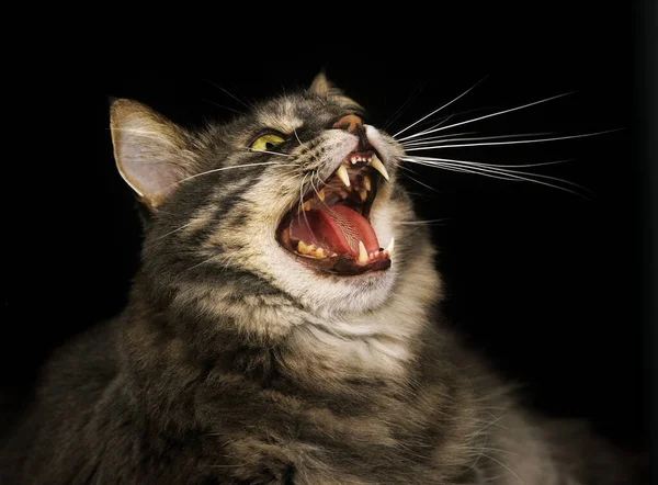 Skogkatt Domestic Cat Adult Defensive Posture Open Mouth — стокове фото