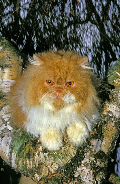 Κόκκινη Και Άσπρη Δίχρωμη Περσική Οικιακή Γάτα Ενήλικη Σκαρφαλωμένη Στο — Φωτογραφία Αρχείου