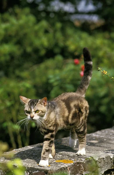 American Wirehair Inhemska Katt Promenader Vägg — Stockfoto