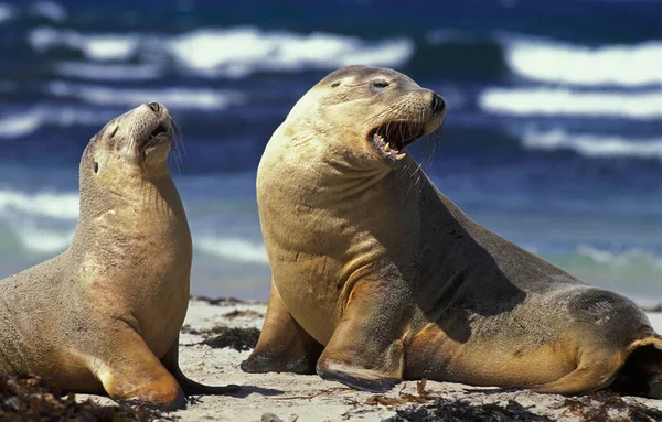 Australian Sea Lion Neophoca Cinerea Γυναίκες Που Στέκονται Στην Παραλία — Φωτογραφία Αρχείου