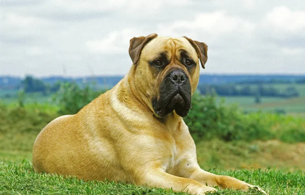 Mastiff Dog Ligger Gräs — Stockfoto